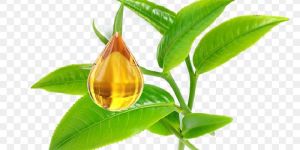 Tea Tree Oil