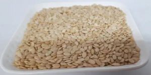 Hybrid Watermelon Seeds