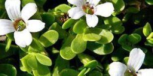Bacopa Monnieri