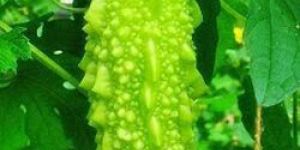 Momordica Charantia
