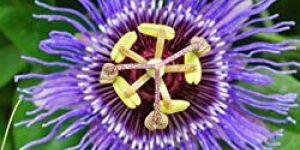 Passiflora Incarnata