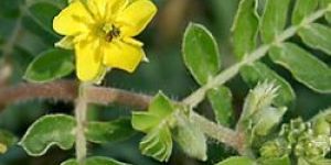 Tribulus Terrestris
