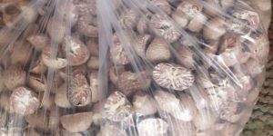 Betel Nuts