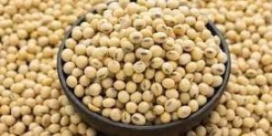 Soyabean
