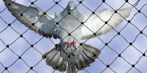 Anti Bird Protection Net