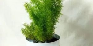 Small Metal Planters