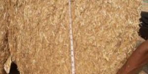 Lentil Straw