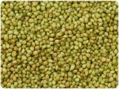 Coriander Seeds