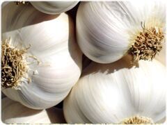 Garlic