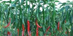 Kastui Hybrid Green Chilli Seeds
