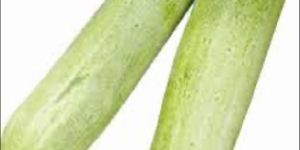Nidhi Hybrid Cucumber Seeds