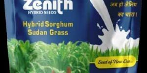 Sudan Grass Hybrid Sorghum Seeds