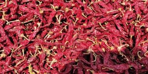 Syngenta 2043 Red Chilli