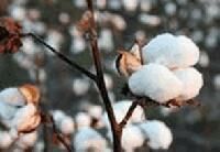 Textile Raw Materials