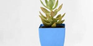 Succulent Plant