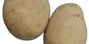 Organic Fresh Potato