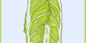 Classy Chinese Cabbage