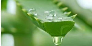 Aloe Vera Gel
