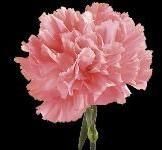 Carnation