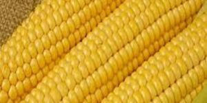 Yellow Corn