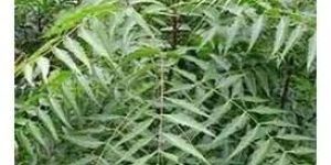 Neem Leaves