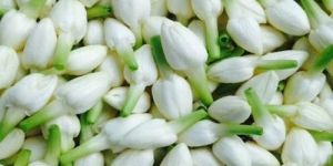 Natural Jasmine Flower