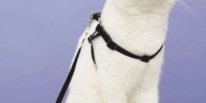 Pet Harness