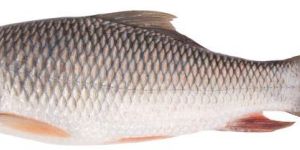 Fresh Rohu Fish