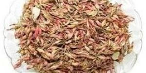 Woodfordia Fruticosa