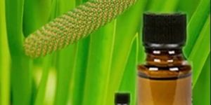 Calamus Essential Oil