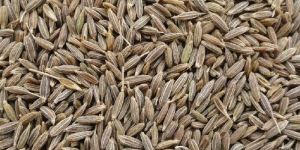 Cumin Seeds