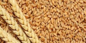 Wheat Seeds
