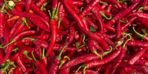 Red Chilli