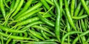 Fresh Green Chilli