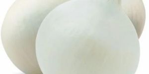 Fresh White Onion