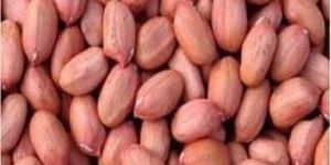 38/42 Bold Ground Nut Kernel