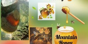 Honey