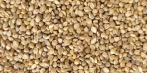 1836 Barnyard Millet