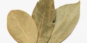 1836 Bay Leaf