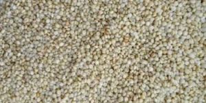 1836 Browntop Millet Seeds