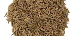 1836 Caraway Seeds