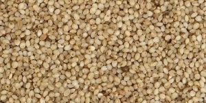 1836 Little Millet