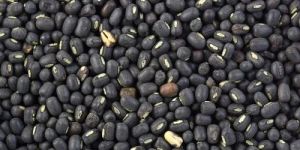1836 Black Urad Dal