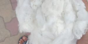 Raw Cotton