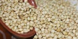 Sorghum Millet Seeds
