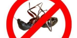 Ants Control Services
