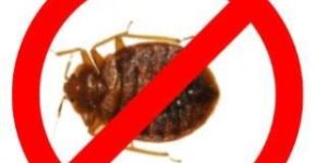 Bedbug Pest Control