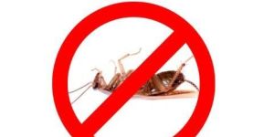 Cockroach Pest Control Services