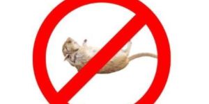 Rat Control Services