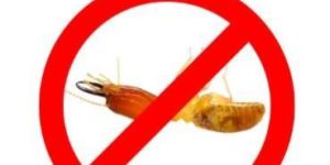 Anti Termite Pest Control Service